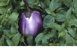 There’s still time to plant your veggies. Eggplant is especially good for the late harvest.