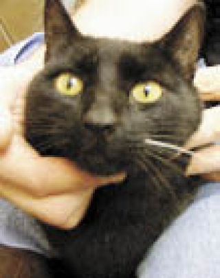 'Presley' (Cat) | Today’s pet for adoption