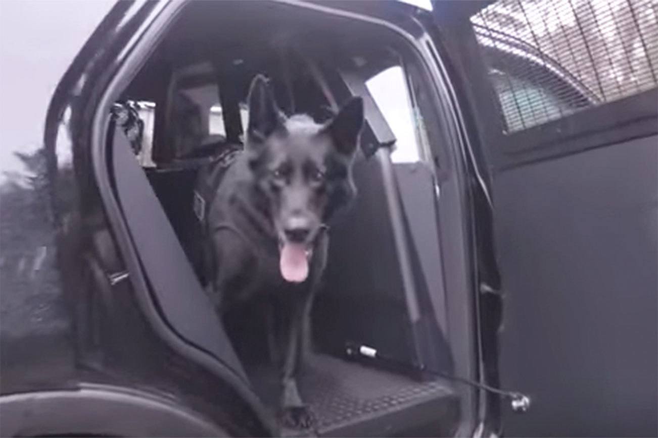 Bellevue Police K9 retires after 7 years of service