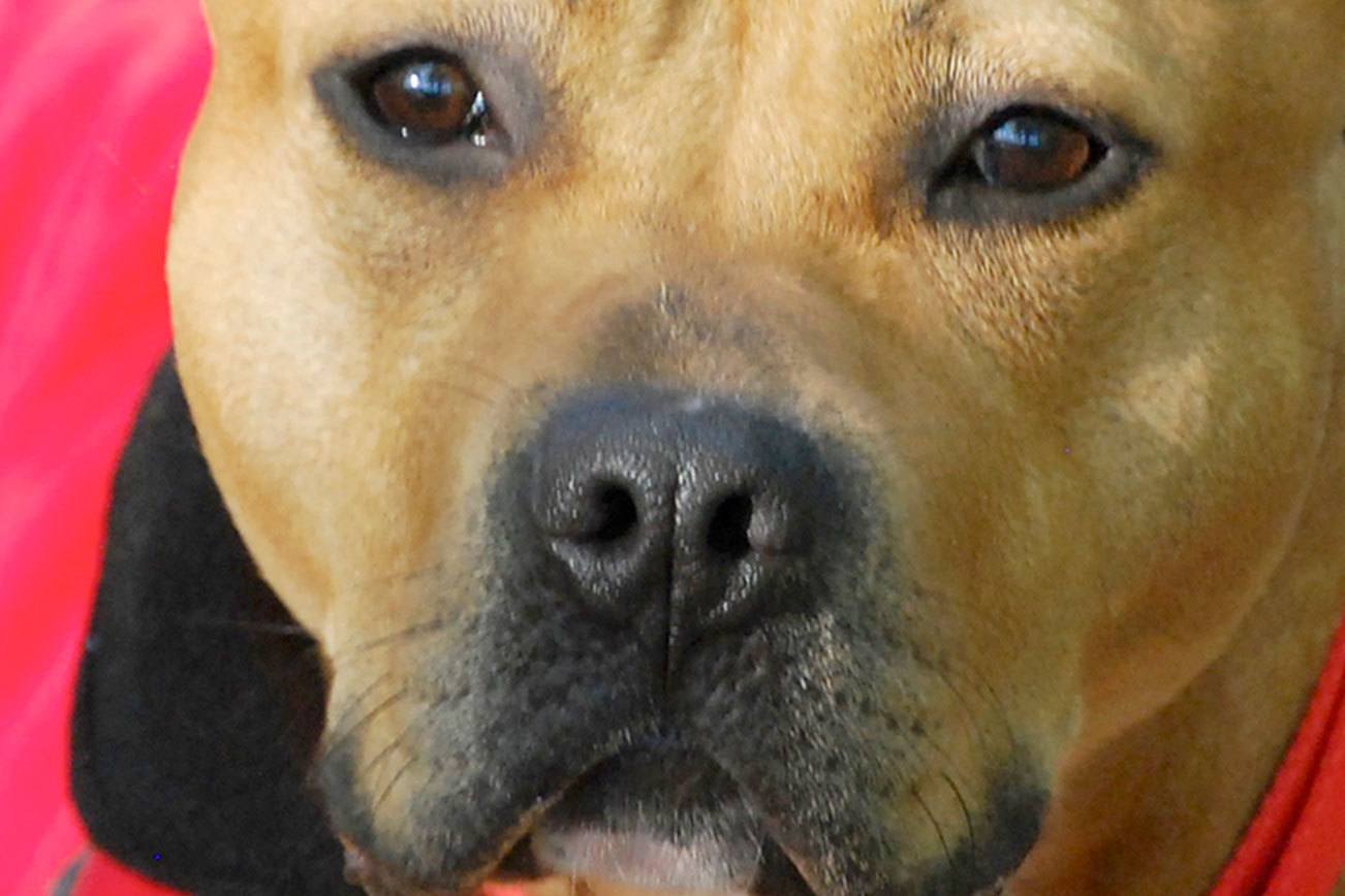 Meet sweet American pit bull mix, Nahla | Pet of the Week