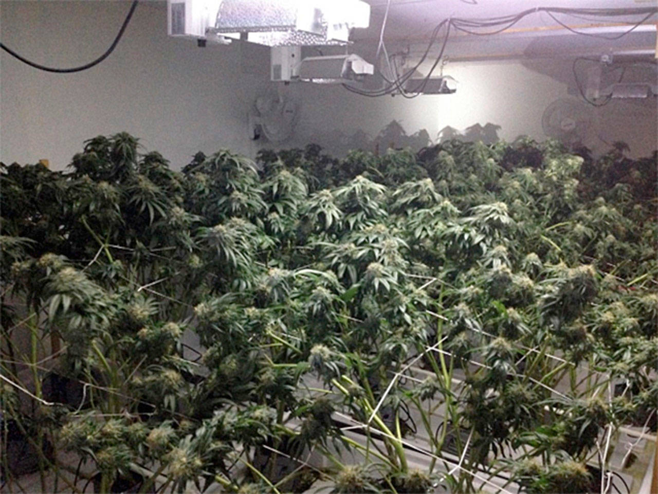 The scene inside of a house in the 14200 block of SE 38th St. Bellevue police found 775 marijuana plants (Photo courtesy of the Bellevue Police Department).