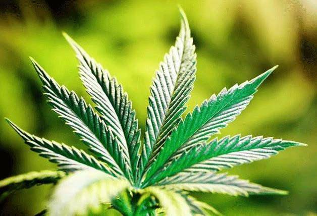 Bellevue Marijuana fined for sale to minor