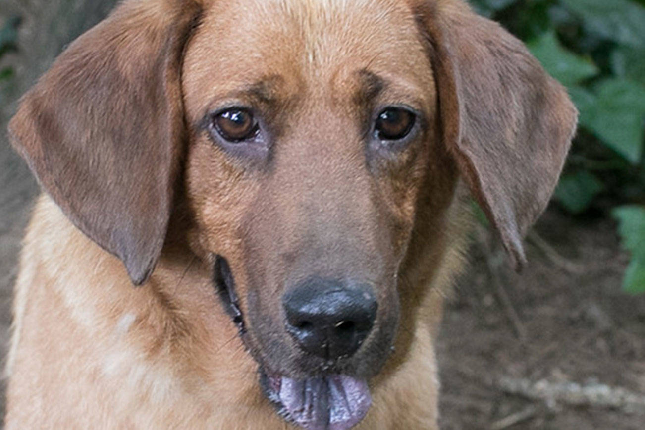 Basset hound mix looking for home | Pet of the Week