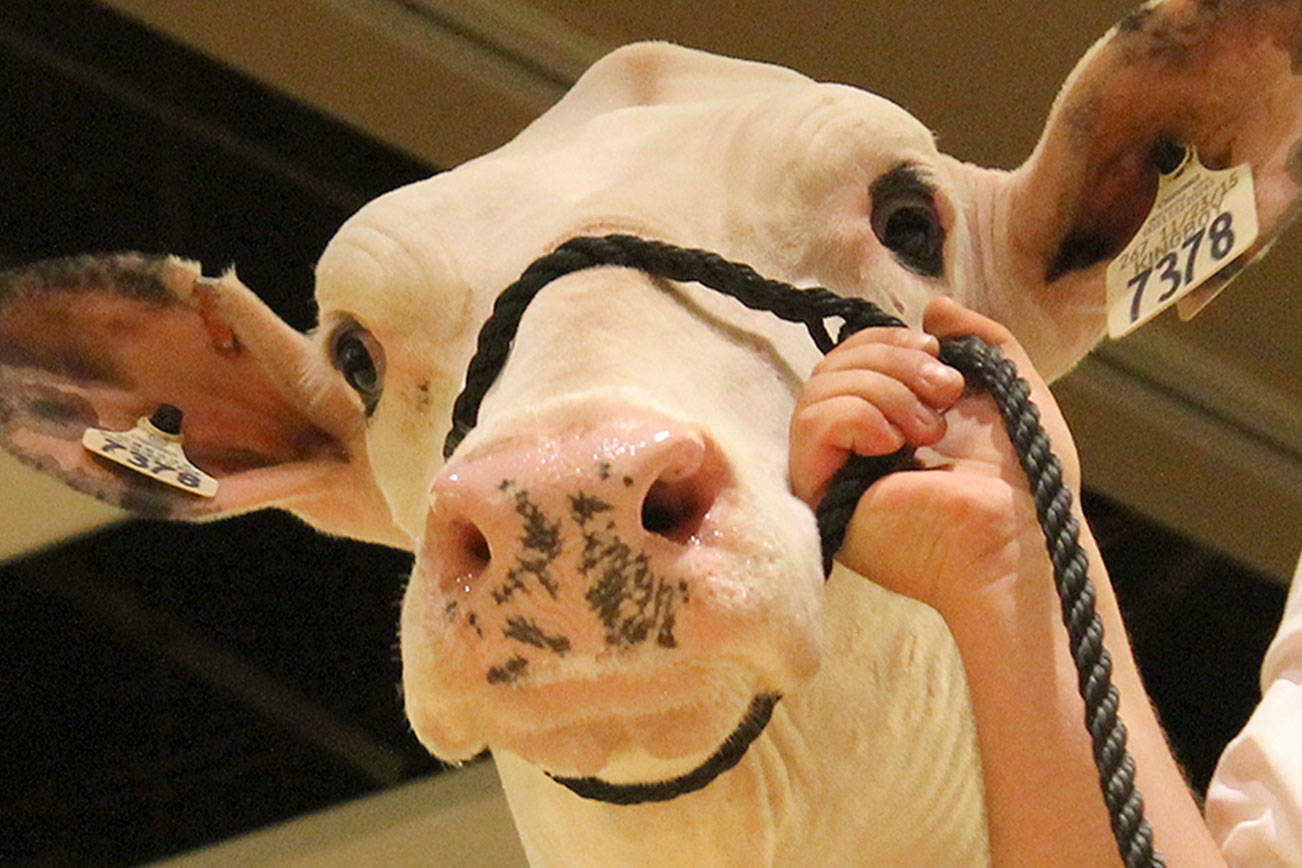 Cows lodge at Bellevue Hyatt for National Holstein Convention