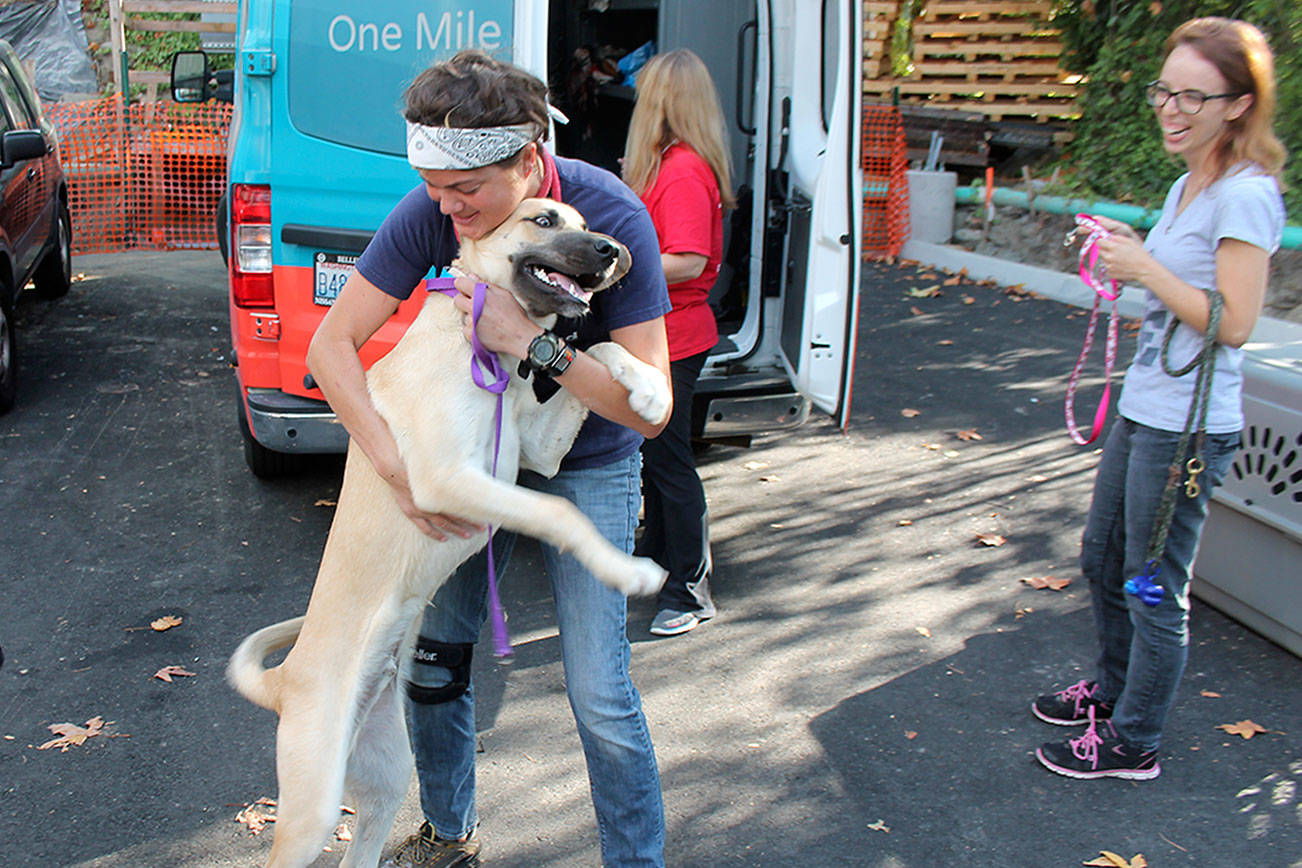 Bellevue-based Seattle Humane animal shelter receives first truckload of dogs affected by Texas hurricane