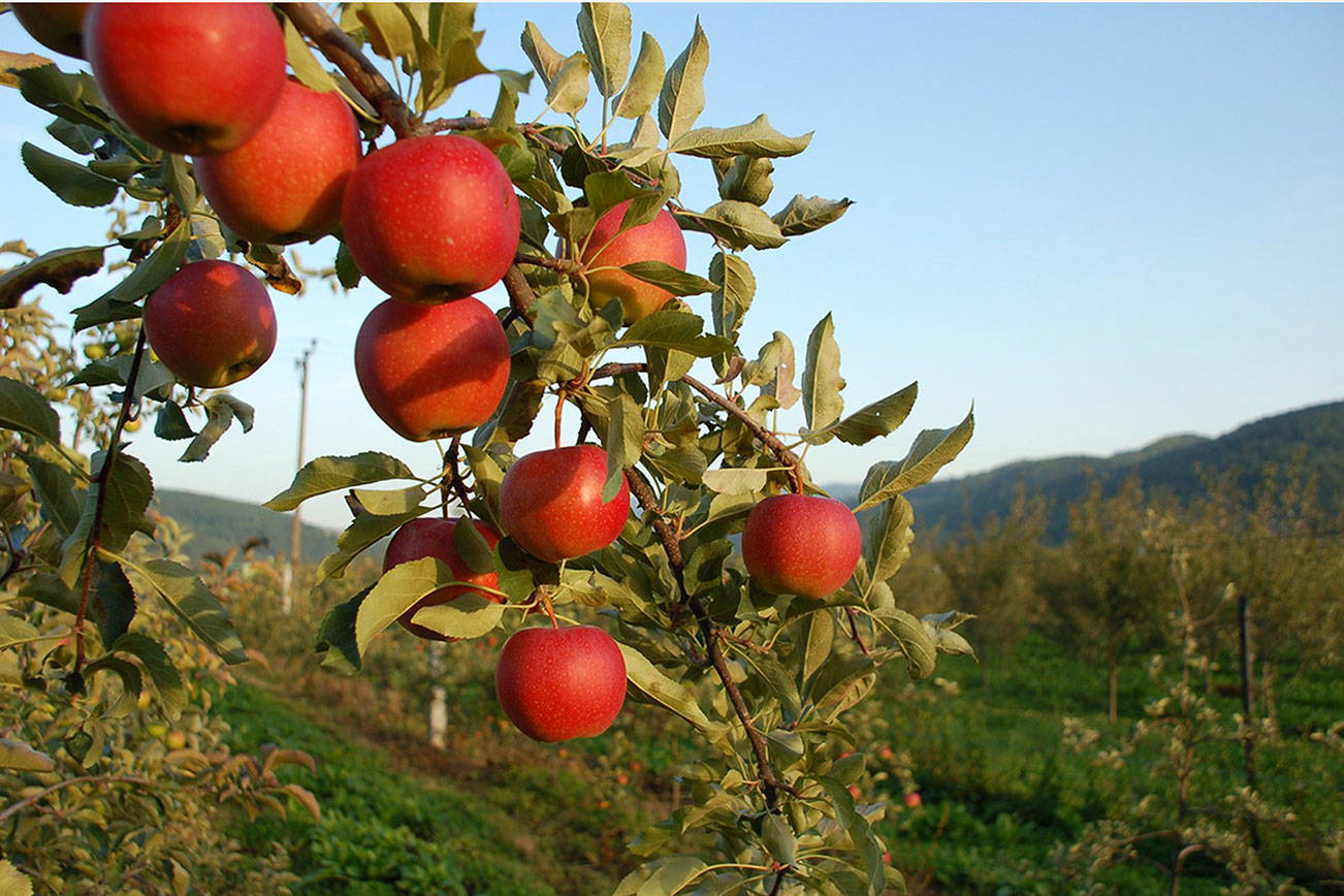 Community invited to pick apples, make cider in Bellevue