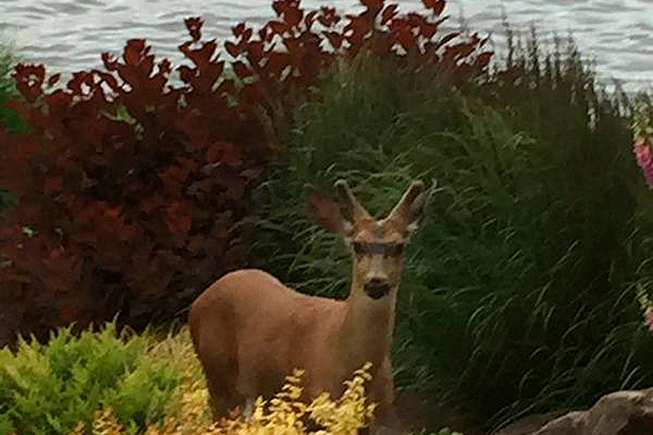 Bellevue residents outraged over buck shot with bow and arrow