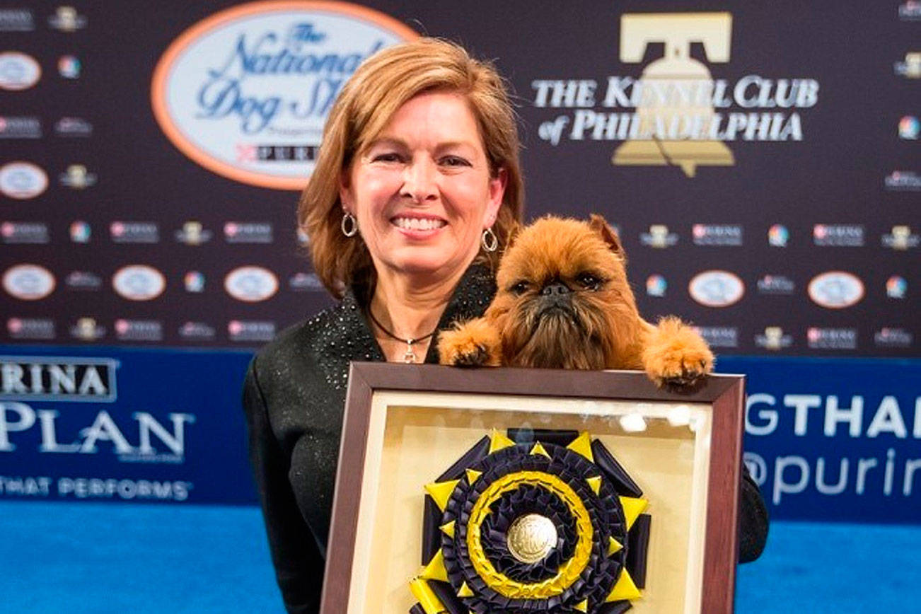 Bellevue breeder’s Brussels Griffon wins Best In Show at The National Dog Show