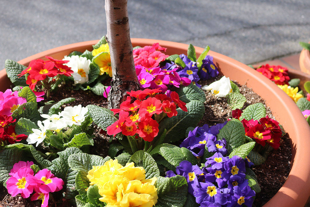 Bellevue Main Street in bloom