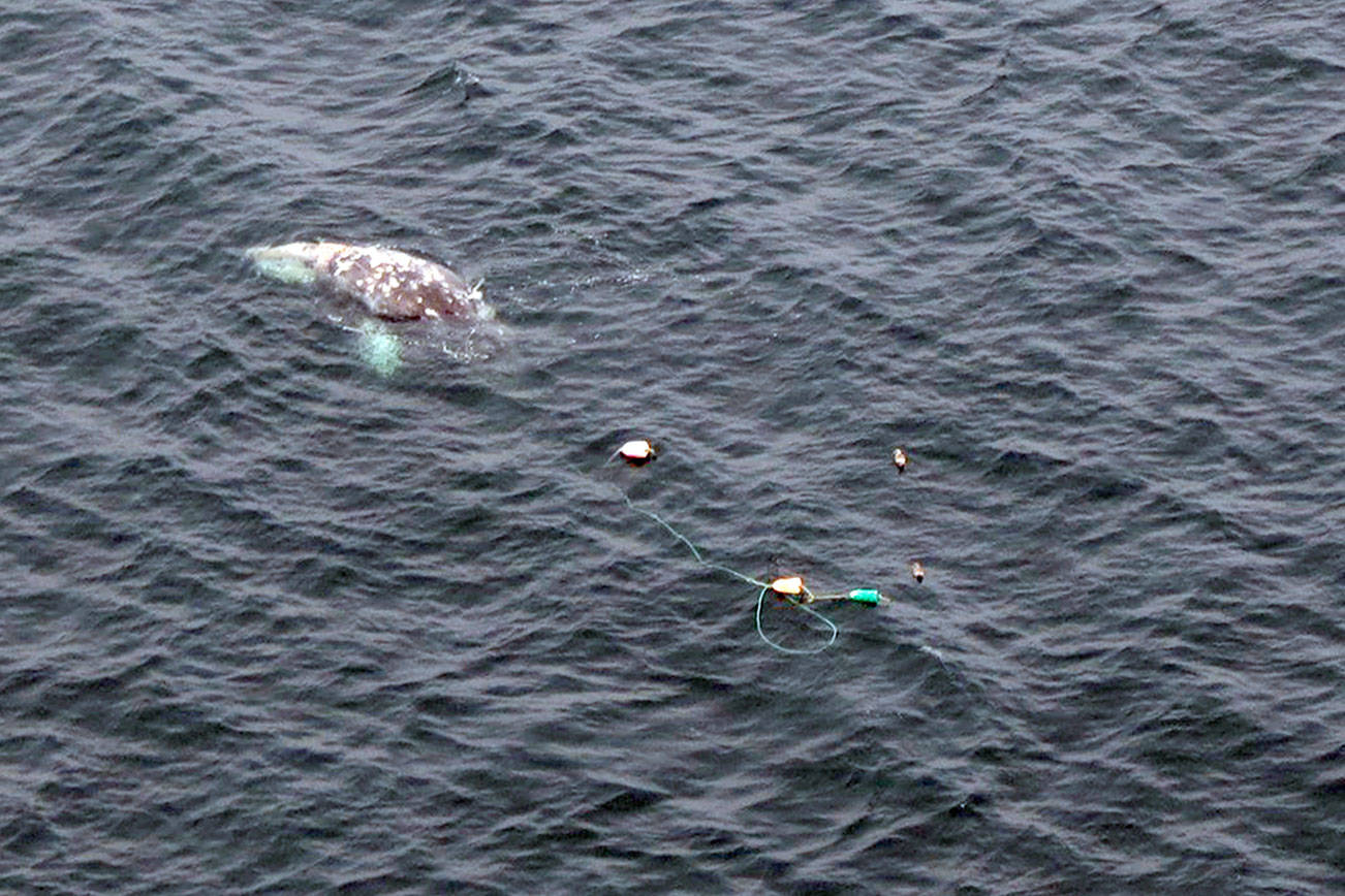 Crews work to free gray whale from fishing gear off La Push