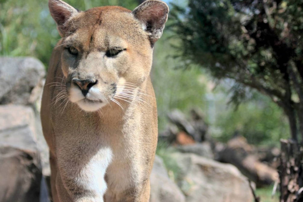 Cougar kills mountain biker, injures another near North Bend