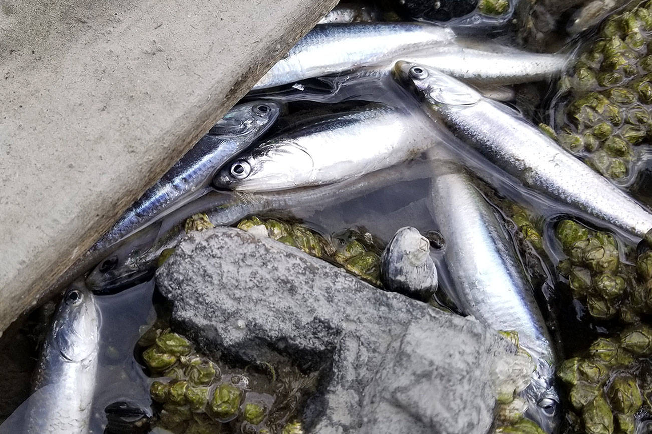 Hundreds of smelt wash ashore in Liberty Bay