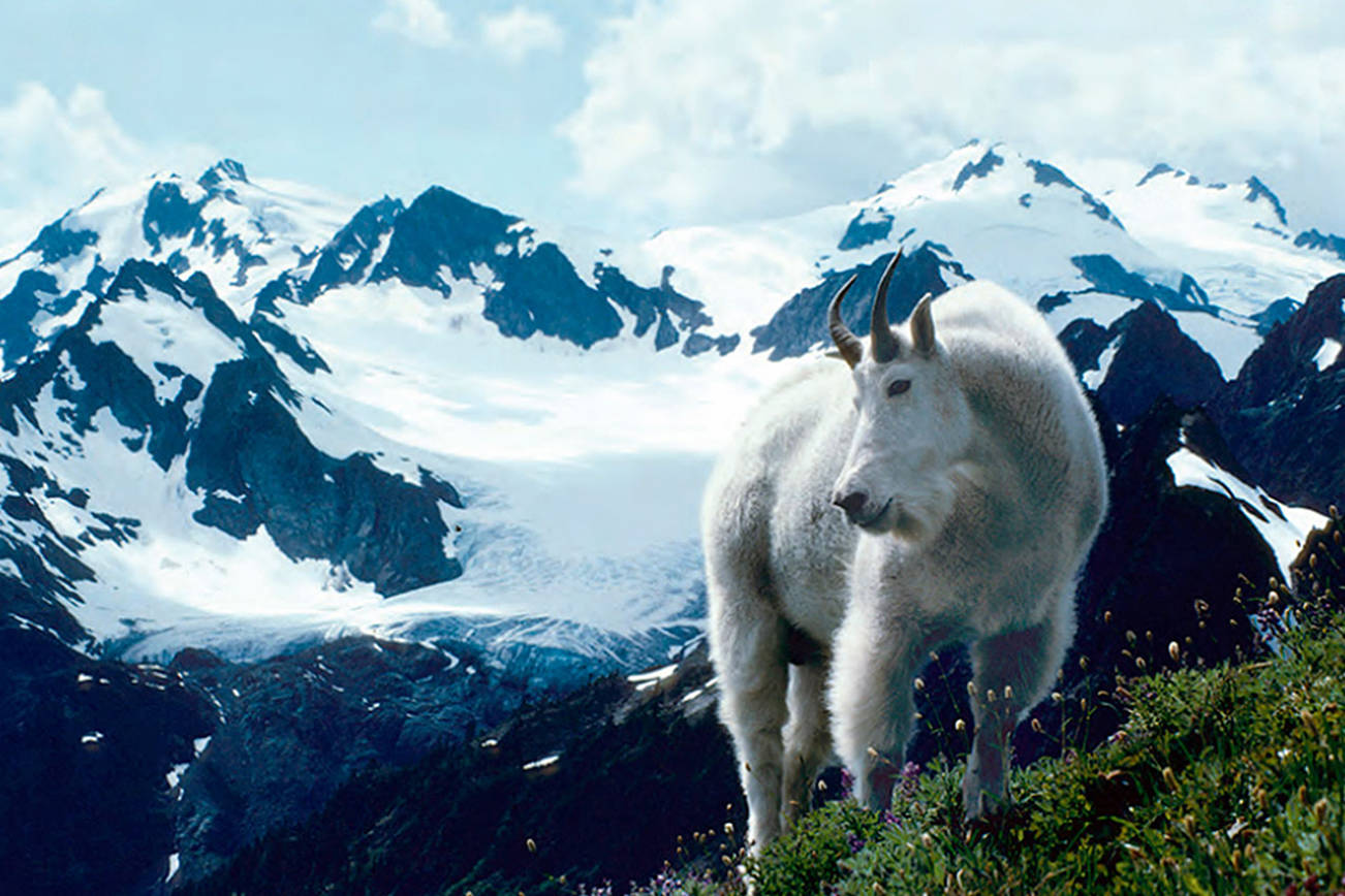 Olympic National Park to start capturing mountain goats this summer