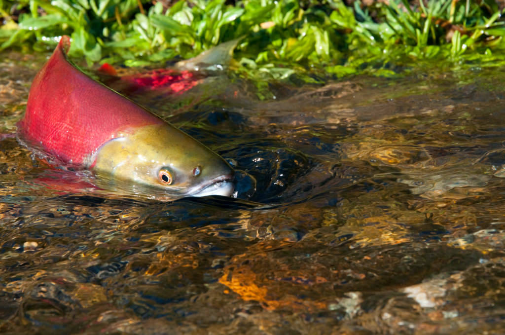 A salmon. File photo