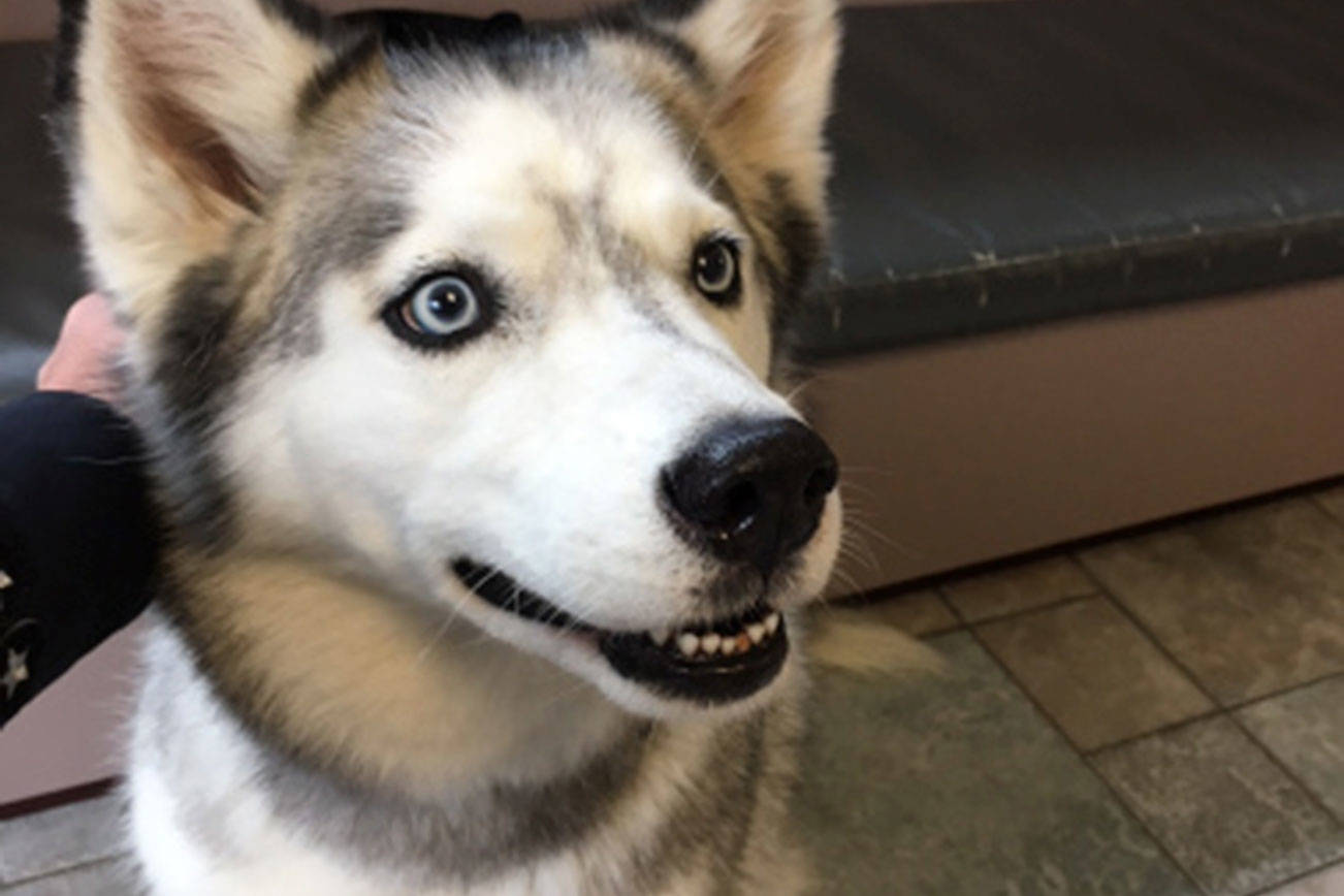 This Alaskan Husky named Zoey was reunited with her owner thanks to a pet license. Photo courtesy of the Bellevue Police Department