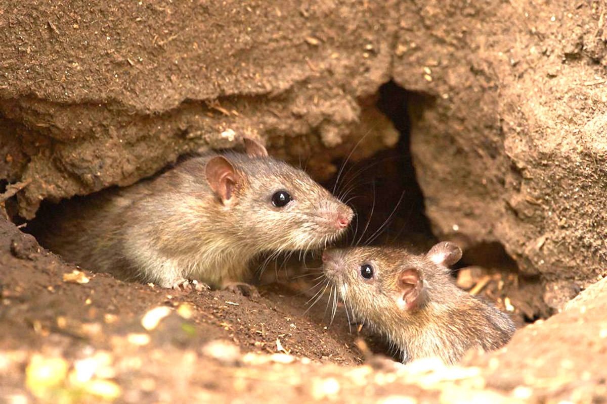 Rising rat populations cost locals thousands in repairs