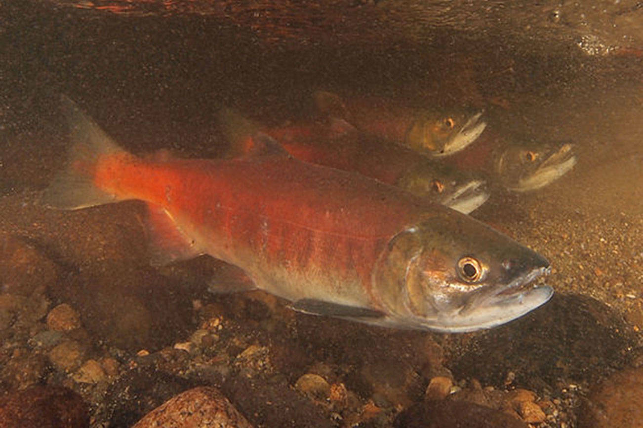 Local salmon face dire future amid effects of climate change