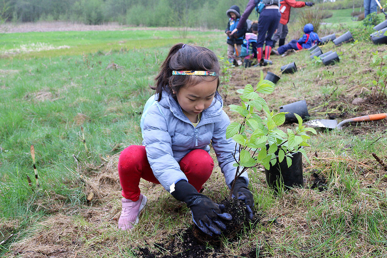 Stephanie Quiroz/staff photo                                Samaya Ngudup, 6, of Bothell helped plant three rose bushes at the city of Bellevue’s Arbor Day-Earth Day celebration on April 20.