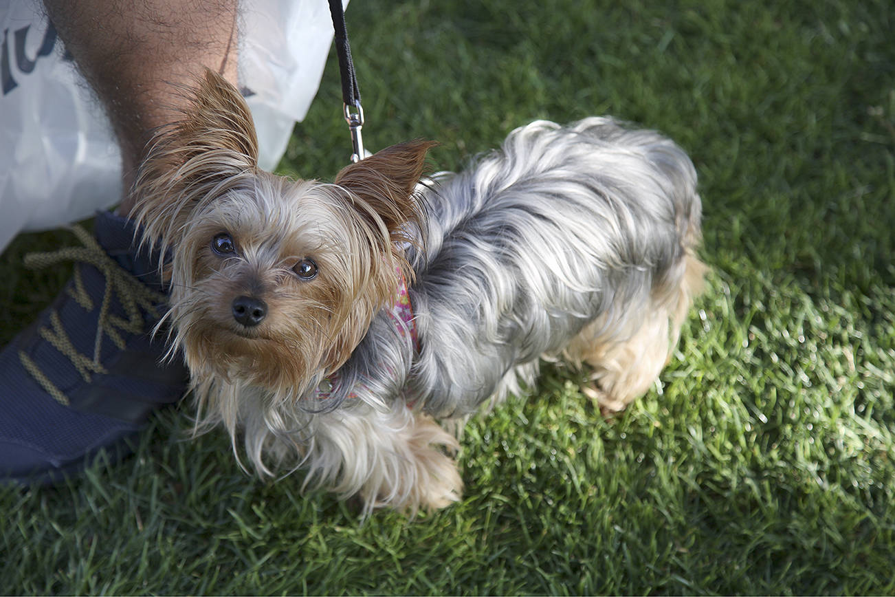 Observe as you walk: Bellevue kicks off Paws on Patrol program