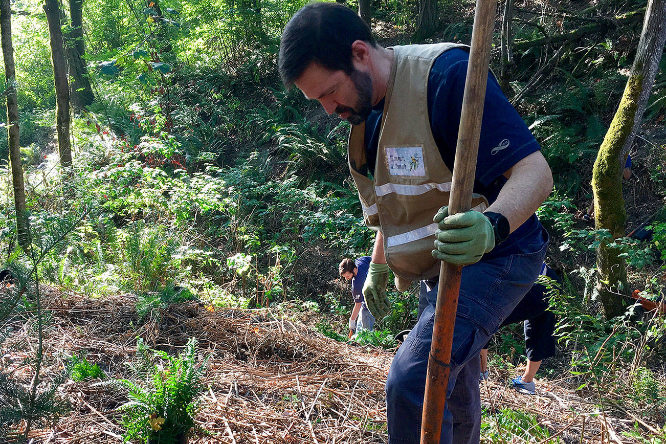 Photo courtesy city of Bellevue                                Volunteer Rob Polasek at work. The Master Naturalist program currently is accepting applications.