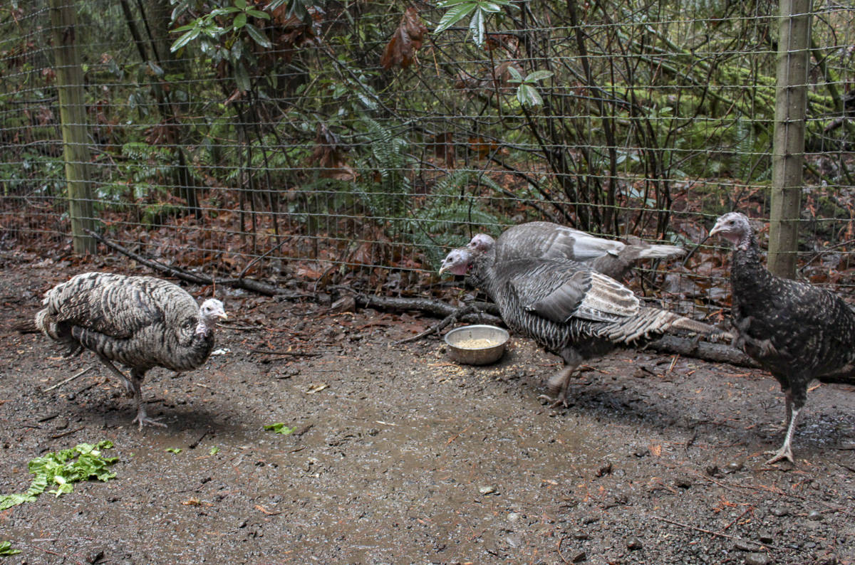 Turkeys Nonni, Noelle, November and Nora at Rooster Haus Rescue in Fall City. Natalie DeFord/staff photo