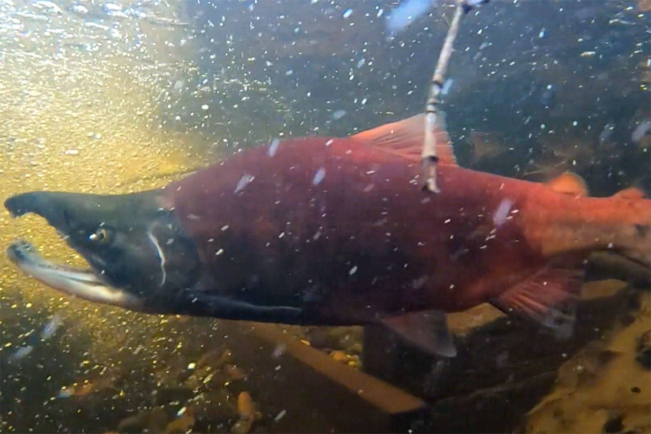 A 50-minute film called “Spawning Grounds,” which documents the effort to save a freshwater variety of kokanee salmon from Lake Sammamish, is finally ready for its debut in North Bend on Jan. 18. (Screenshot from film)