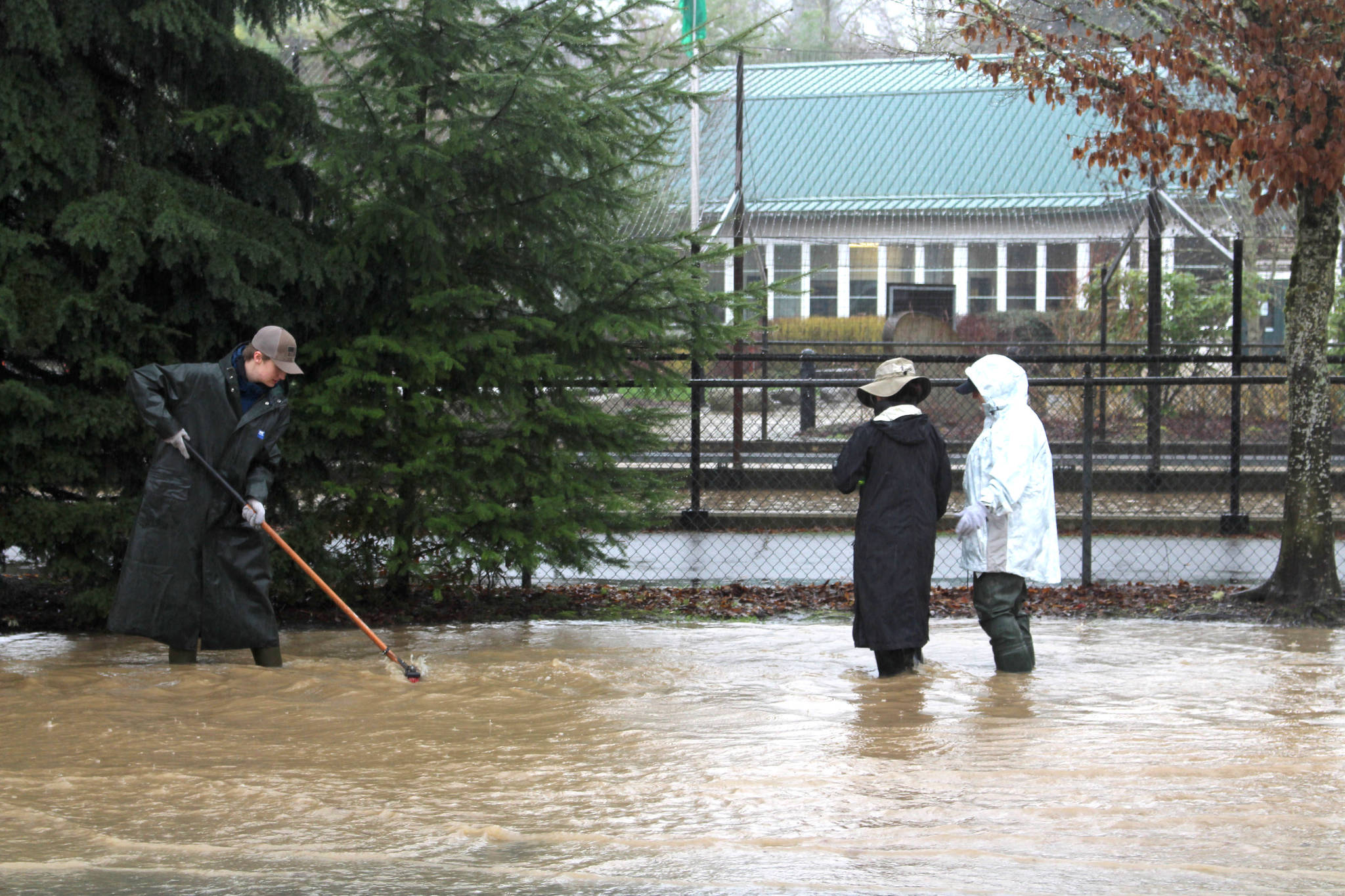 Theo Koshar, Janet McIntosh and Robin Kelley of the Issaquah Salmon Hatchery work to find road drains and clear them of leaves, outside the Issaquah Salmon Hatchery in Issaquah, WA on Feb. 6, 2020. Mitchell Atencio/Staff Photo