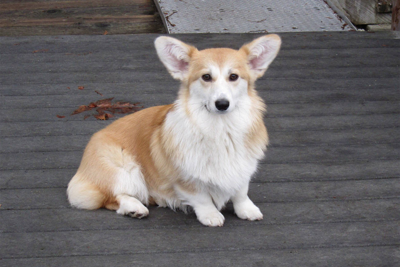 Car hijacked in Bellevue with corgi inside