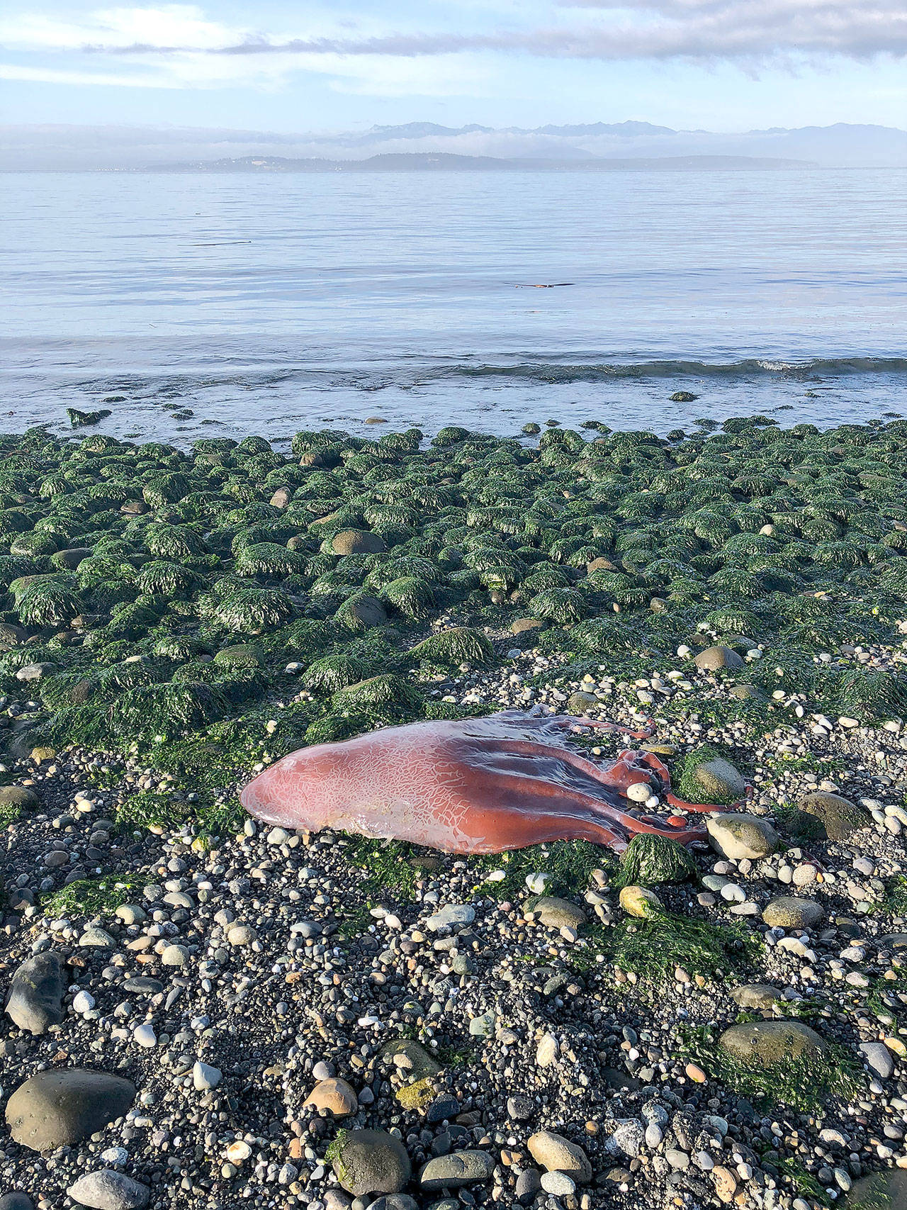 A sea creature found on the beach at Ebey’s Landing may be a Haliphron atlanticus, or seven-armed octopus, scientists have theorized. Photo by Ron Newberry.