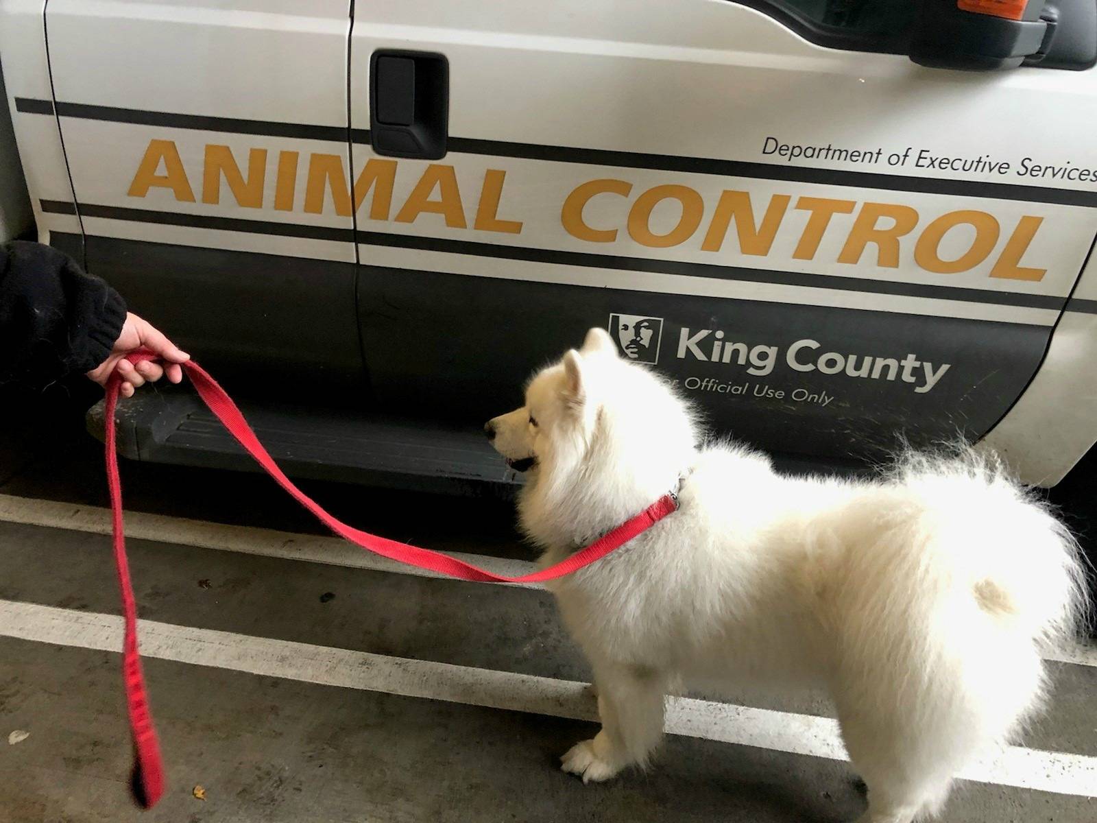 Samoyed pup is safe after seen being abused on video | Bellevue Reporter
