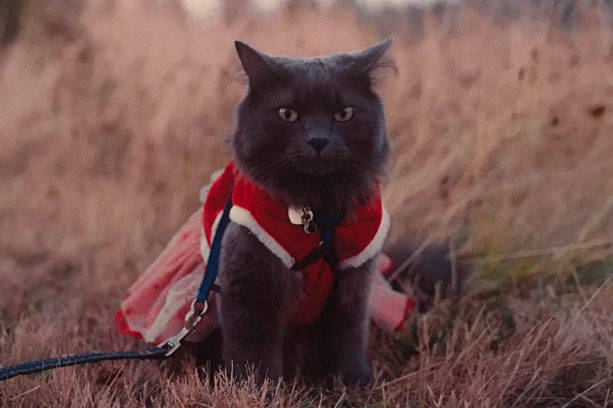 ”Baby” the stolen cat (photo credit: Bellevue Police Department)