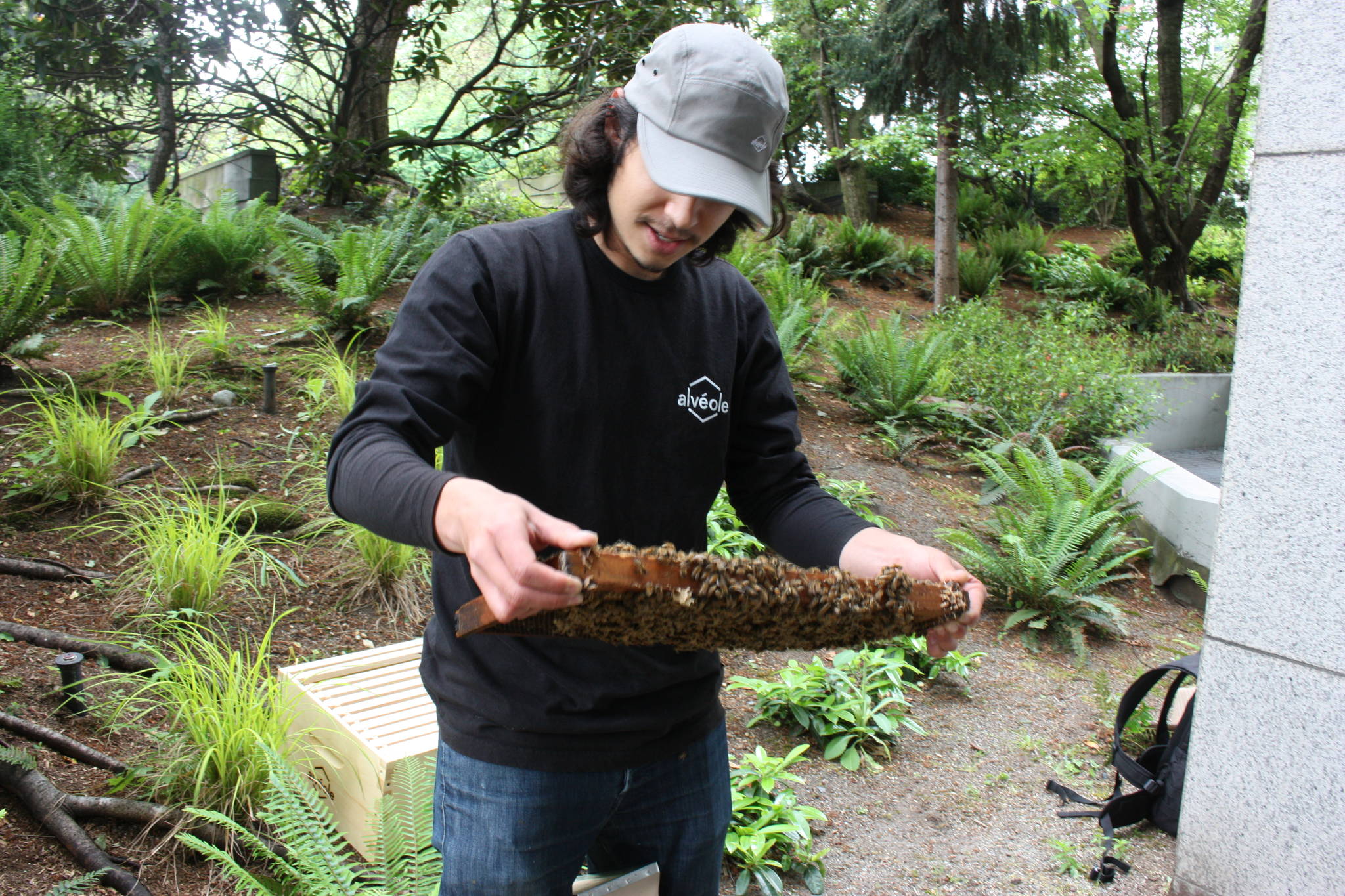 Pedro Miola inspects the panel to ensure the bees are healthy. (Photo by Cameron Sheppard)