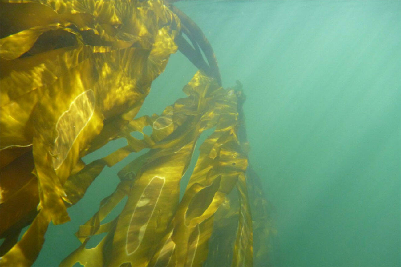 Puget Sound Restoration Fund photo