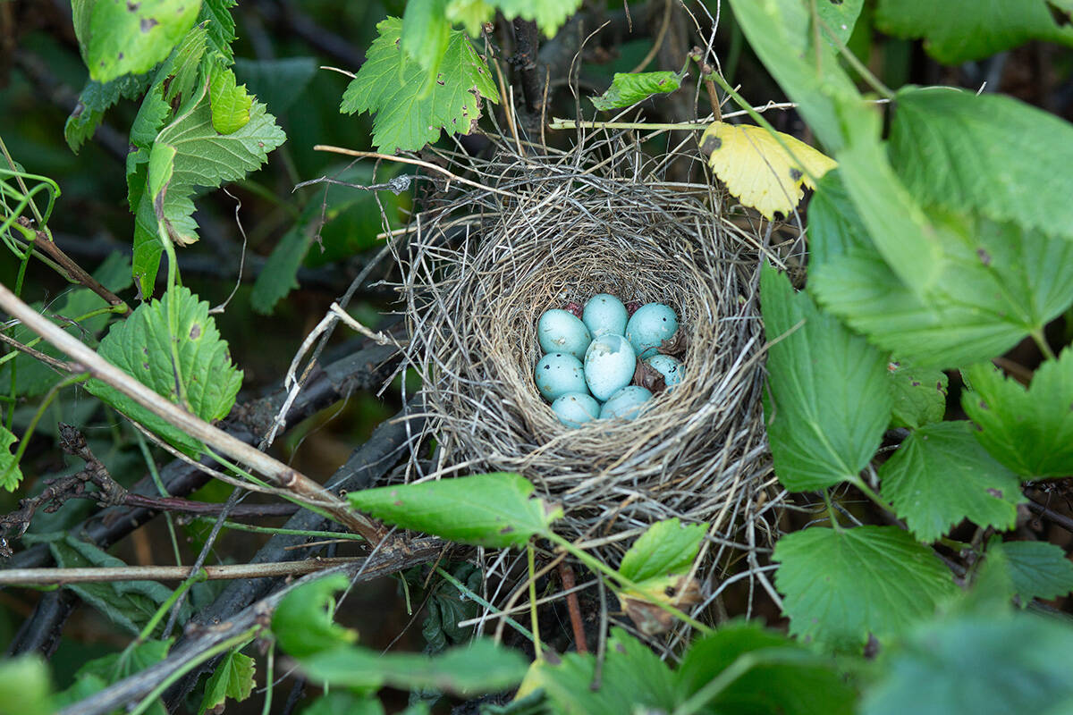 Photo with selective focus bird's nest with eggs in green leaves