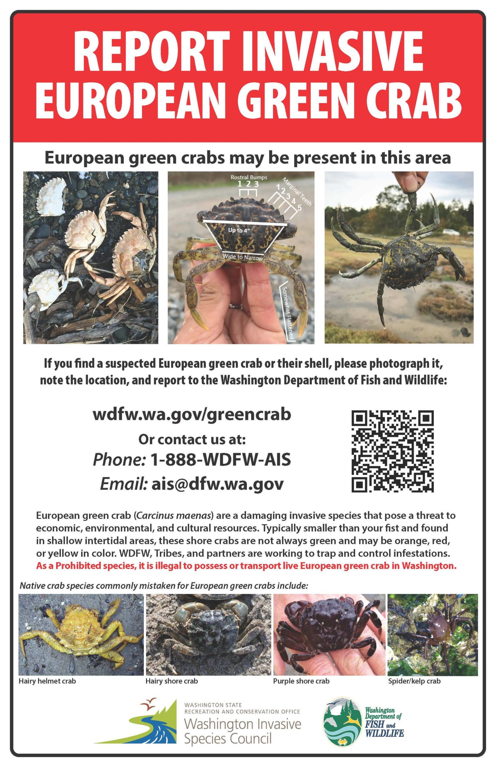 New sign from WDFW to support identification and reporting of European Green Crabs. Photo courtesy of Chase Gunnell.