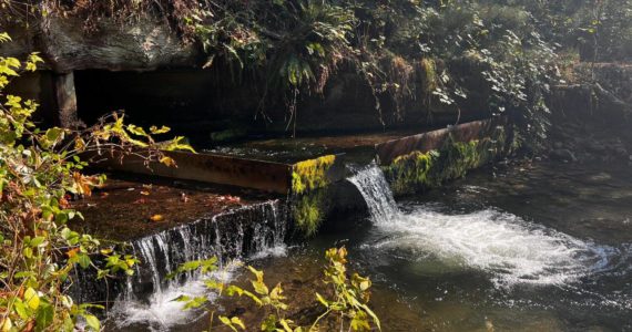 Carey Creek fish culvert in Maple Valley. (Photo by Cameron Sheppard/Sound Publishing)