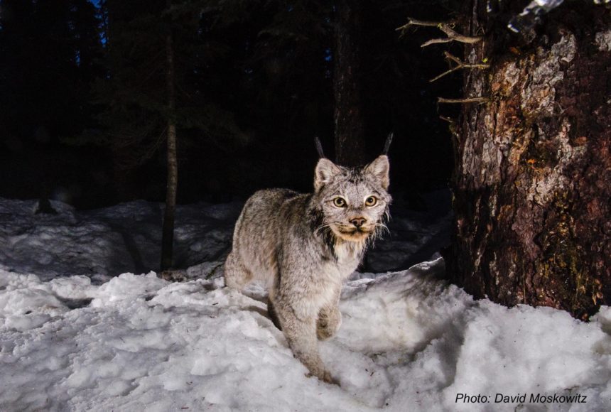 <p>Canada lynx. (Photo courtesy of David Moskowitz)</p>