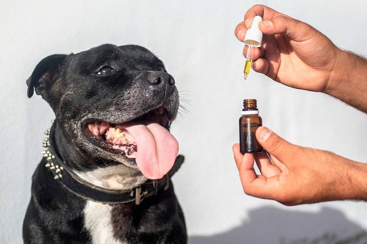 Best CBD Oils & Treats For Dog Seizures & Epilepsy Support (2024)