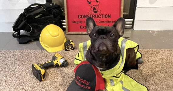 As the company mascot, Molly the French bulldog has helped Moore Construction stand out in a crowded industry. Courtesy Moore Construction