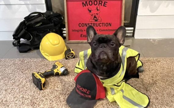 As the company mascot, Molly the French bulldog has helped Moore Construction stand out in a crowded industry. Courtesy Moore Construction