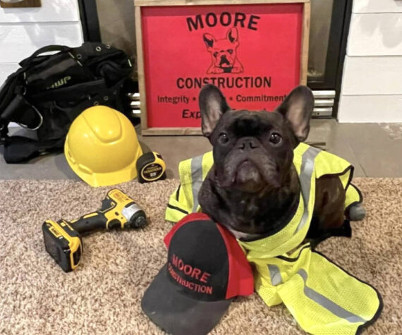 As the company mascot, Molly the French bulldog has helped Moore Construction stand out in a crowded industry. Courtesy Moore Construction