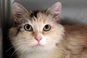 Duster Ann is 3-year-old brown and white tabby who loves chin rubs and cozy afternoon naps. All dogs and cats at the Seattle Humane Society have been spayed/neutered