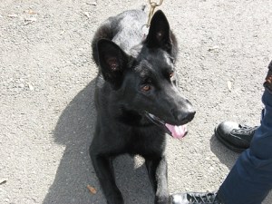Roc has joined the Bellevue Police Department.