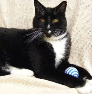 Marty is available for adoption.
