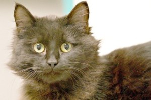 Darla is looking to be adopted