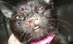 This photo from a whistle-blower at King County Animal Care and Control shows a cat that became ill with an upper respiratory infection that spread to its eyes at the agency's Kent shelter.