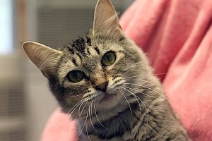 Andi