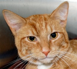 Garfield