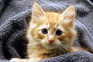 Pounce