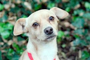 Meet Fonzi. Fonzi is a 1-year-old tan Terrier mix who loves people and playtime! Fonzi is a spunky little pup full of energy and affection and he’s available for adoption today at the Seattle Humane Society. All dogs and cats at the Seattle Humane Society have been spayed/neutered